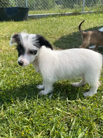 Beautiful gorgeous Chinese crested powder puff puppies available born April 3, 2025 These little guy...