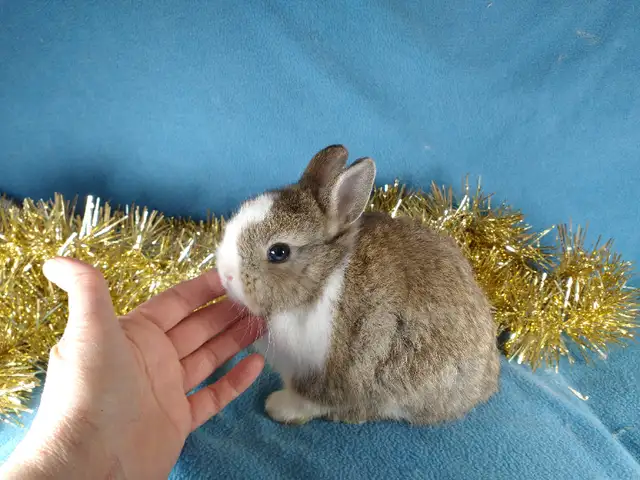 EXTRAORDINAIRE bébé lapin nain néerlandais* Netherland Dwarf in Small Animals for Rehoming in City of Montréal - Image 6