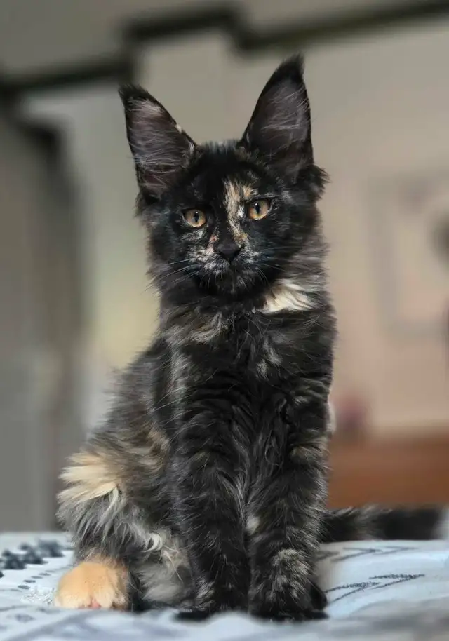 Maine Coon 2 femelles 3 mois - reayd to go in Cats & Kittens for Rehoming in Laval / North Shore - Image 4