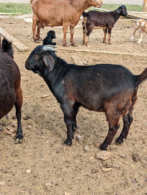Breeding prospect boer/Kiko buckling in Livestock in Lethbridge - Image 4