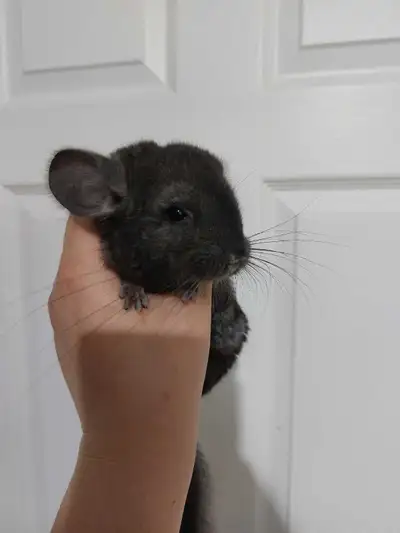 Jeune chinchilla noir, View more