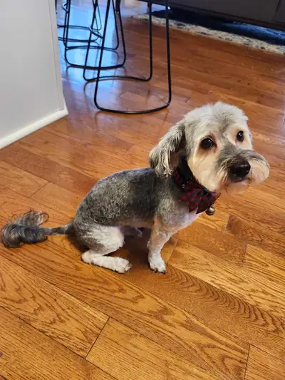 2 yrs old Yorkiepoo for rehoming, View more