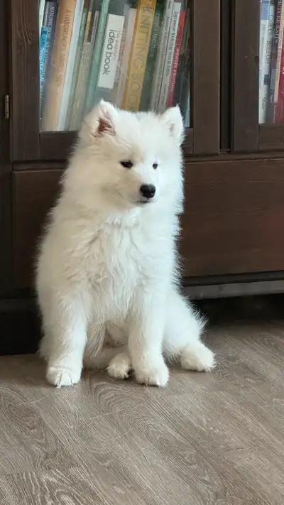 Samoyed kijiji shops