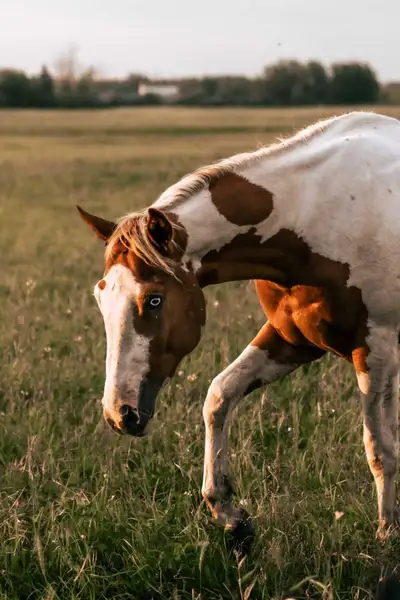 Flashy 3 Year Old Performance Prospect, View more