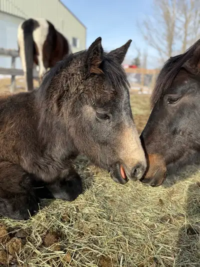 iso farrier for yearling colt east of okotoks, View more