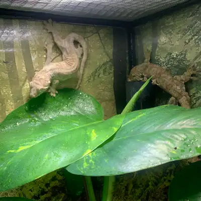 pair of chahoua geckos, View more