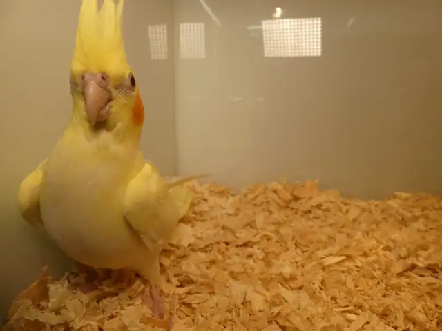 DNA tested Hand fed Hand raised Cockatiel Babies in Birds for Rehoming in Victoria - Image 7
