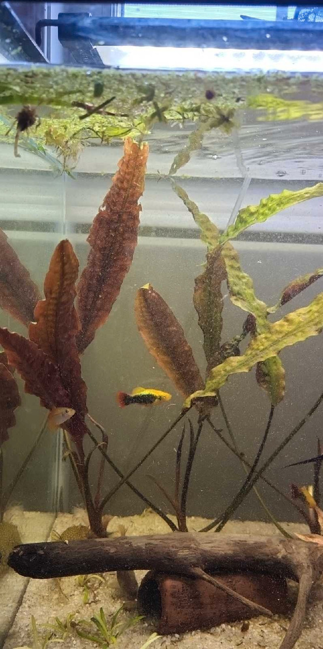 Aquatic plants bundles! in Fish for Rehoming in Trenton - Image 3