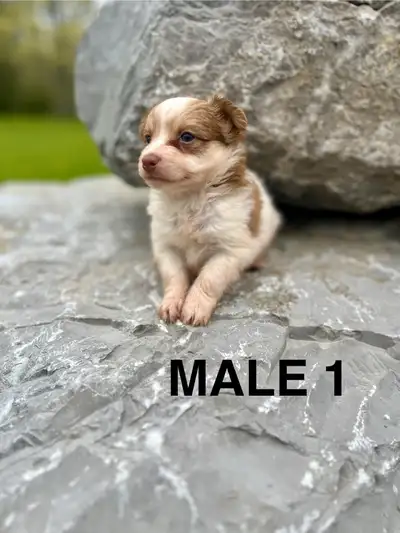 Chihuahua Terrier Puppies MALES AVAILABLE SOON, View more