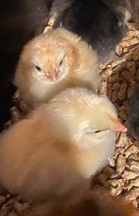 Orpington Chicks