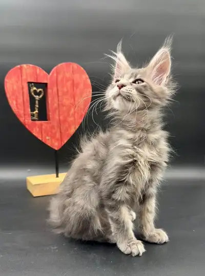 Maine Coon purebred female kitten, View more