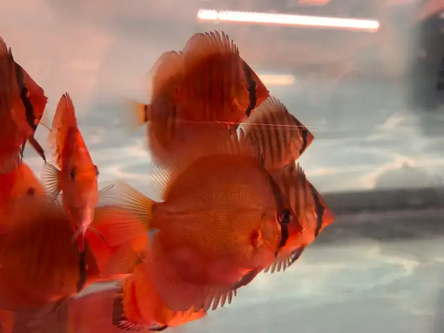 Red cover discus in Fish for Rehoming in City of Toronto - Image 4