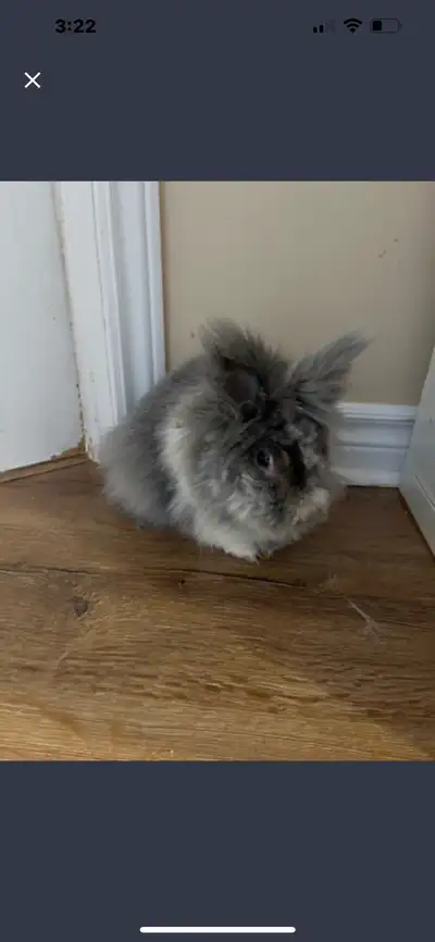 Rabbit Spayed Female Free, View more