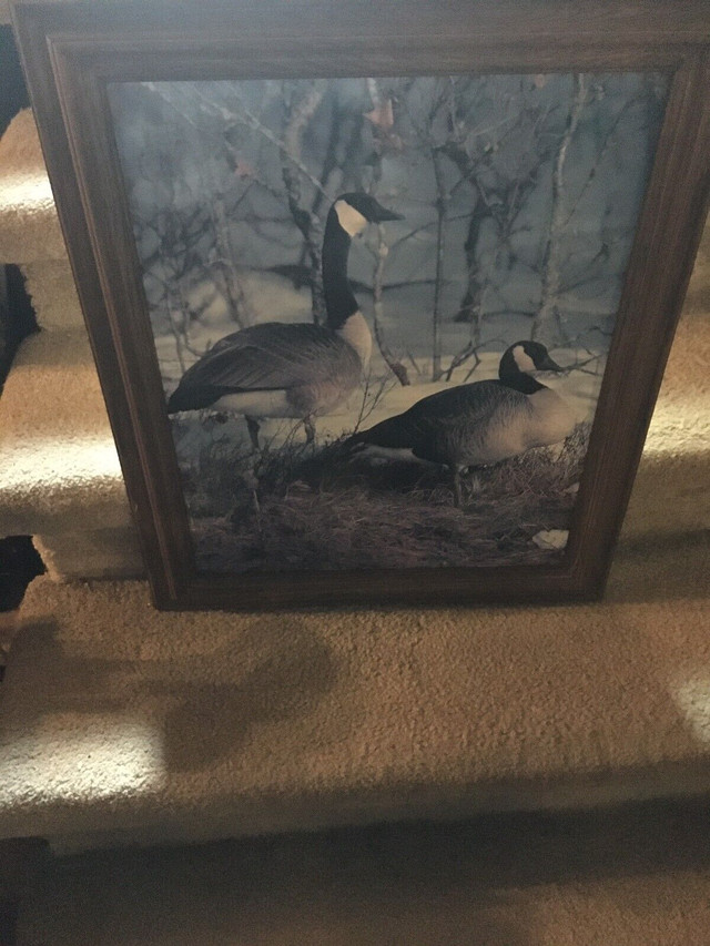 Geese coloured photo print in Arts & Collectibles in Ottawa - Image 3