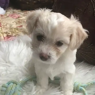 1 Poo/Chi @$600 1 Multipoo @ $1000, View more