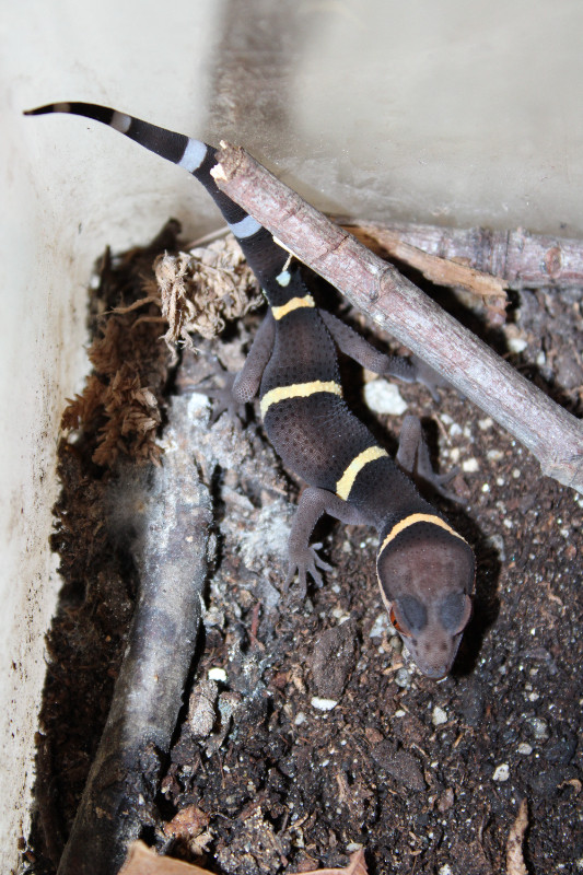 Cave Geckos in Reptiles & Amphibians for Rehoming in Leamington - Image 2