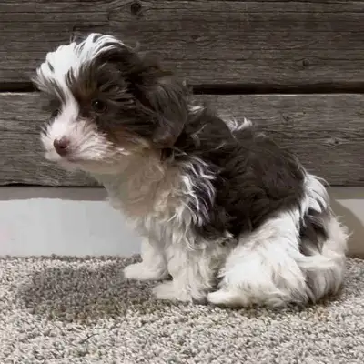 Adorable Biewer Yorkie Puppy, View more