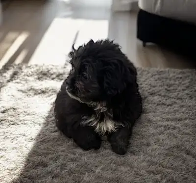 Shih Tzu x Toy Poodle last puppy Female, View more