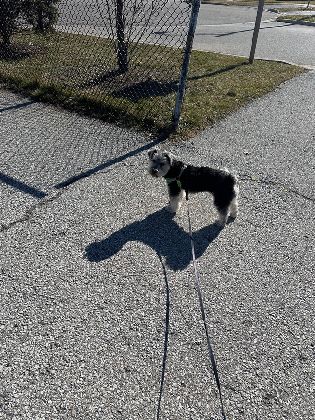 Dog walking $30 in Animal & Pet Services in Mississauga / Peel Region