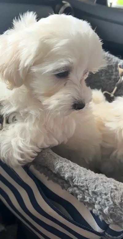 For Sale - Maltese purebred Puppies, View more