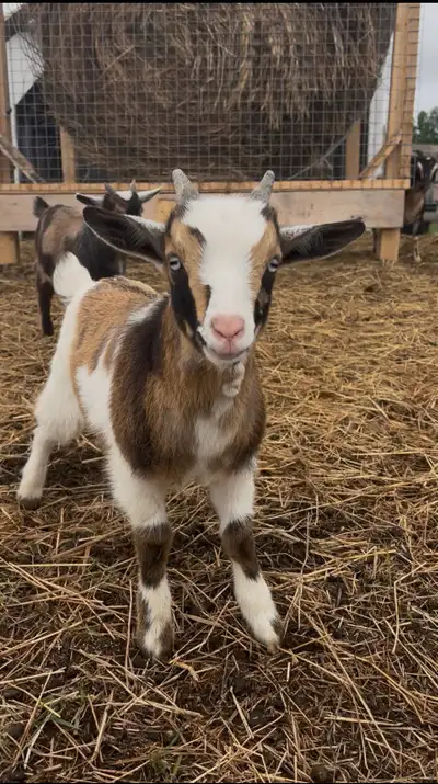 Nigerian Dwarf Buckling, View more