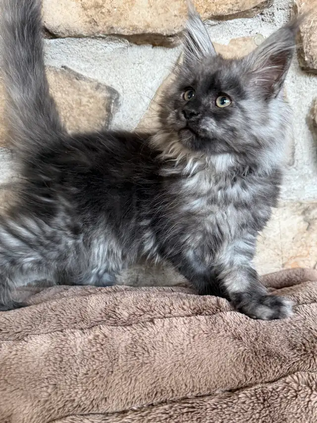 Chaton Maine Coon enregistré Tica extrêmement affectueux in Cats & Kittens for Rehoming in Québec City - Image 8