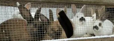 Plusieurs lapins mâles à vendre Race NZ rouge x papillon x NZ broken Âge de 3/6 mois Élevage extérie...