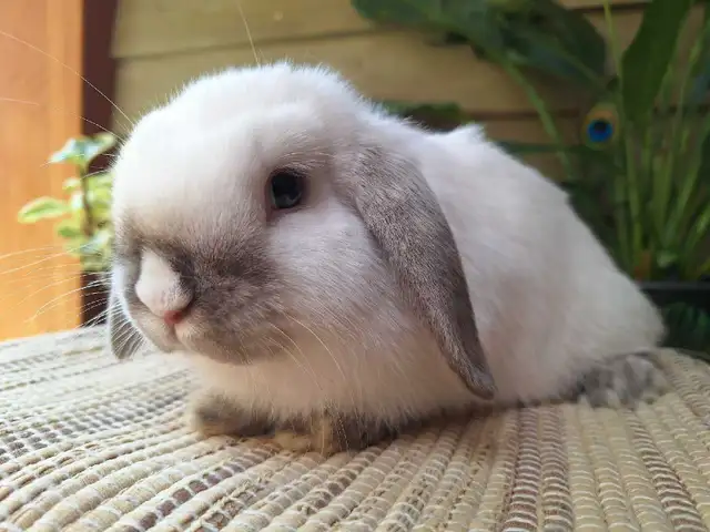 Holland Lop Rabbitry (nettle.blossom.burrows) in Small Animals for Rehoming in Delta/Surrey/Langley - Image 11