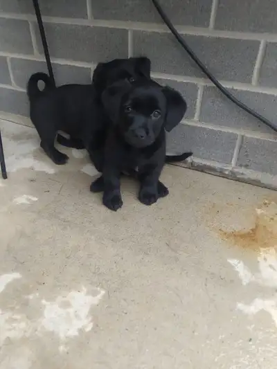 DOG PUPPIES, View more