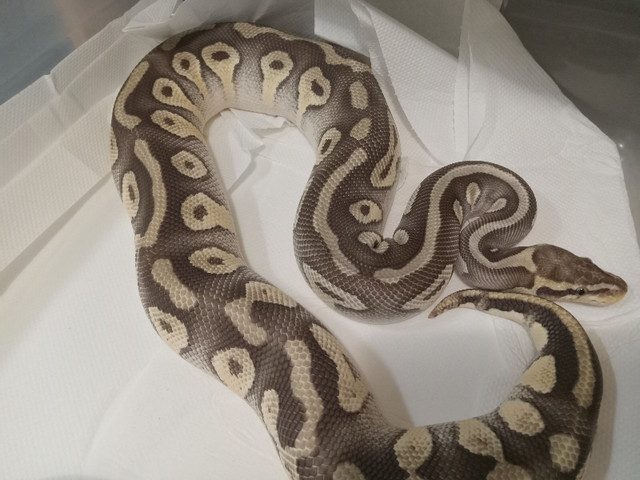Ball pythons for sale in Reptiles & Amphibians for Rehoming in Edmonton - Image 4