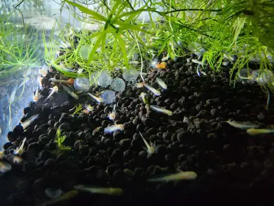 baby axolotl (3 weeks old, 1.5cm long) - 12 left, View more