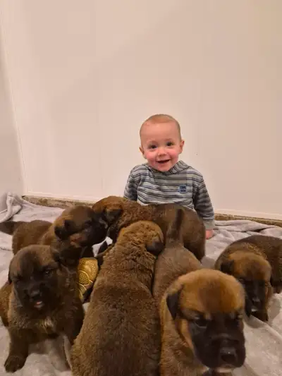 8 Adorable St-Weiler puppies, View more