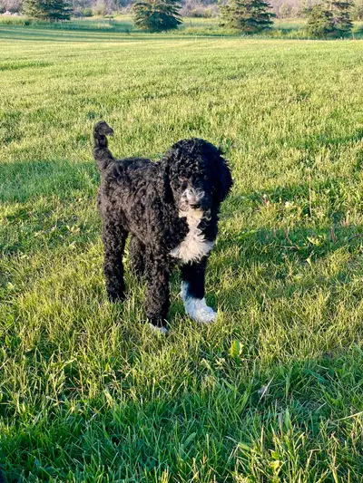 Aussiedoodle Puppies, View more