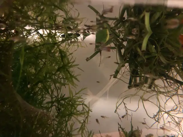 Guppy Babies  in Fish for Rehoming in City of Toronto - Image 3