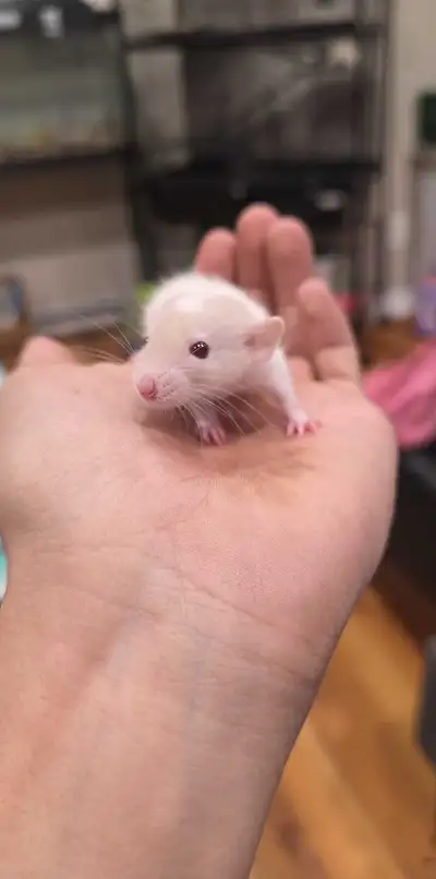pet fancy rats, View more