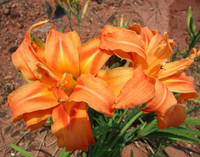 plante vivace Hémérocalles Kwanzo fleur orange double