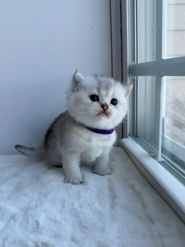 CCA &amp; CFA Registered Cattery — Rehoming BSH Kittens