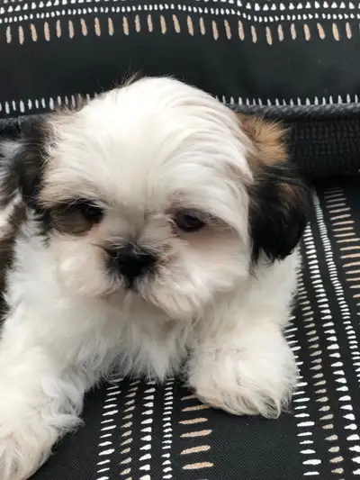 Chiot shih-tzu mix à adopter., View more