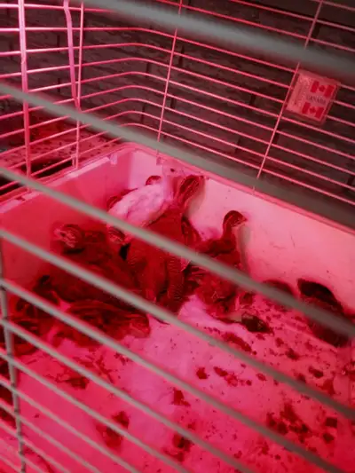  Keets for sale, View more