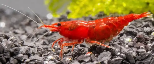 Deep Red Cherry Shrimp Grade A  in Fish for Rehoming in Mississauga / Peel Region - Image 4