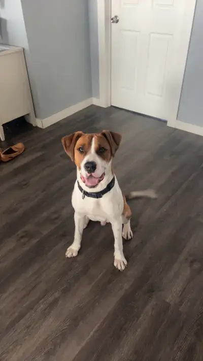 1 Year Old farm dog for sale, View more