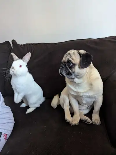 male bunny for rehoming , View more