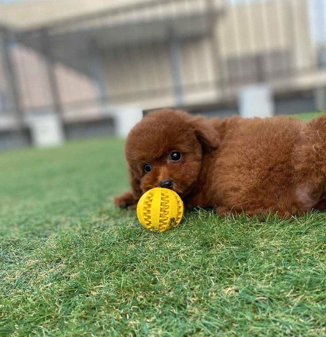 High Quality Pedigree Red Toy Poodle Pups in Dogs & Puppies for Rehoming in Markham / York Region - Image 4