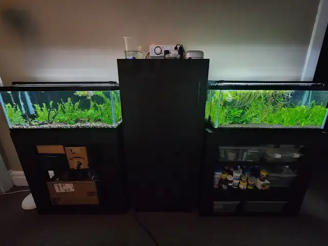 Taking in small, Unwanted Fish or Fish that Need Rehoming in Fish for Rehoming in City of Toronto - Image 8
