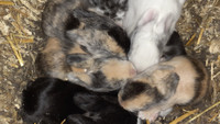 1 week old - Newborn bunnies  