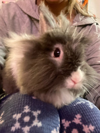 Lionhead Rabbit 