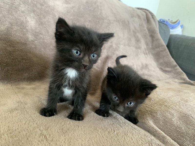 Black and White kittens ready for their furever homes… Cats & Kittens
