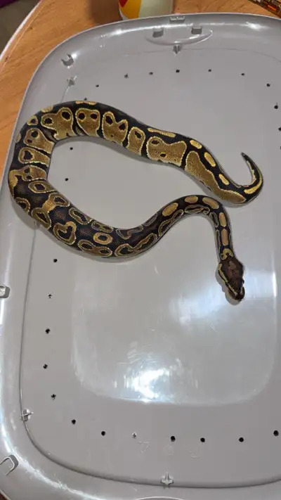 serpent a vendre, View more