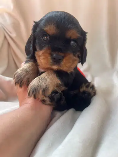 Chiots cavaliers King Charles pure rare, View more