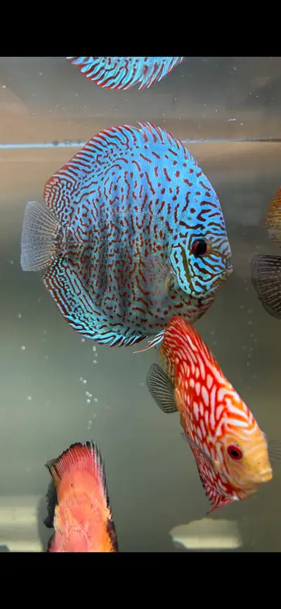 WTB Discus, View more